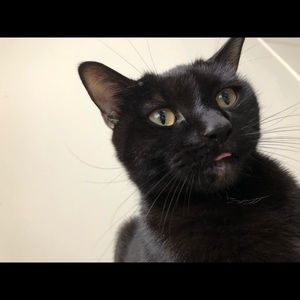 Meet your Posher, Irene